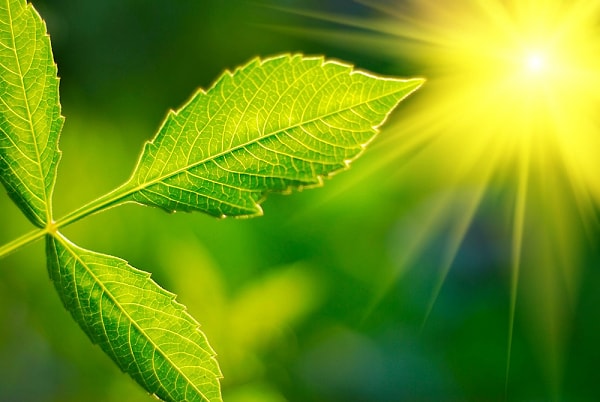 10. Fotosentez için gerekli olan enerji kaynağı nedir?