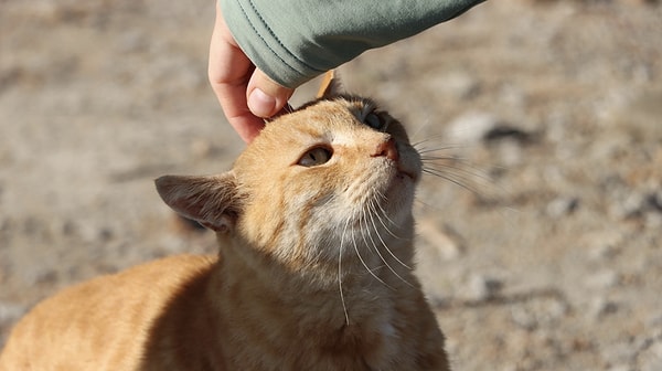 Emotional and Social Dimensions of Adopting a Cat from Turkey