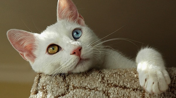 Adopting a Cat from Turkey: Frequently Asked Questions