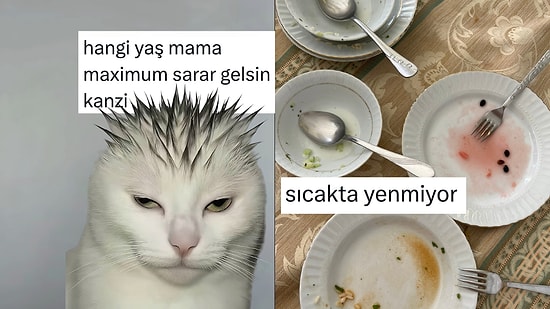 Z Kuşağı Kediden Sıcakta İştahı Kapananlara Son 24 Saatin Viral Tweetleri