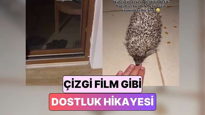 Her Gün Kapısına Gelen Kirpiyi Evcilleştiren Ev Sahibinin Çizgi Filmleri Aratmayan Hikayesi
