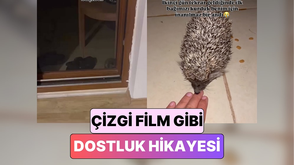 Her Gün Kapısına Gelen Kirpiyi Evcilleştiren Ev Sahibinin Çizgi Filmleri Aratmayan Hikayesi