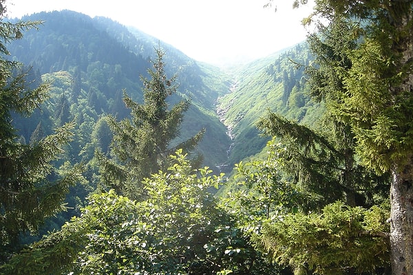 Natural Beauties, Flora and Fauna of the Ayder Plateau