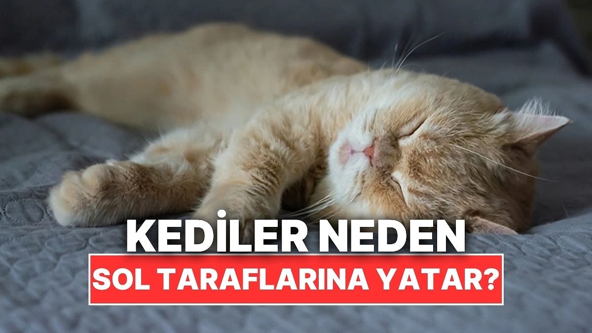 Kedilerin Hep Sol Taraflarına Yatmasının Tahmin Edemeyeceğiniz Sebebi