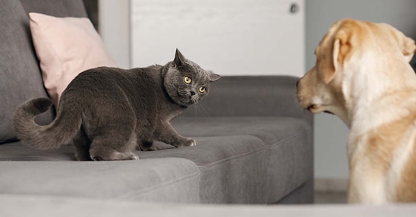 Kedilerin sosyal yapıları, köpeklerle aralarındaki ilişkide önemli bir rol oynar.