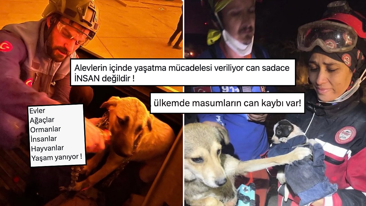 İzmir Yanıyor: Yangından Kurtarılan Hayvanlar Acı Tabloyu Gözler Önüne Seriyor!