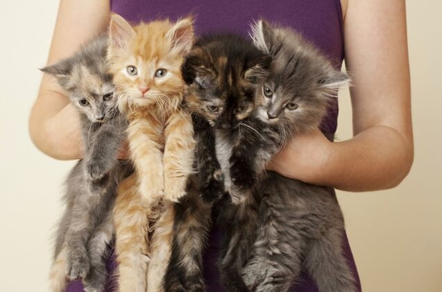 Kedilerin T�y Renkleri Karakterlerini Etkiler mi