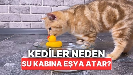 Kediler Neden Bazen Su Kaplarının İçine Eşyalar Atar?