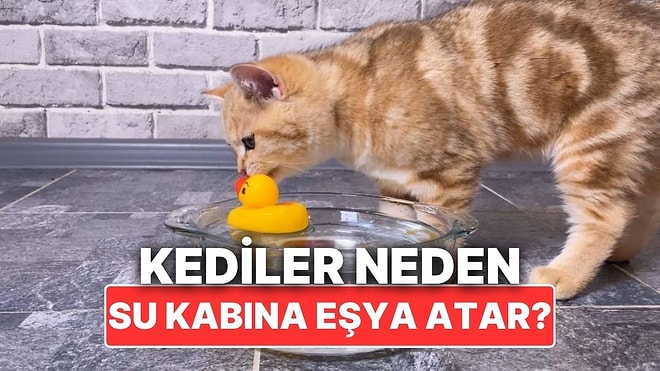 Kediler Neden Bazen Su Kaplarının İçine Eşyalar Atar?