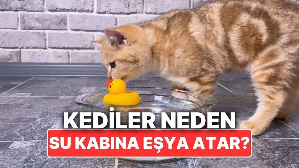 Kediler Neden Bazen Su Kaplarının İçine Eşyalar Atar?