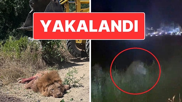 Antalya’da Aslan Paniği: Saldırdığı Çiftçi Ağır Yaralandı