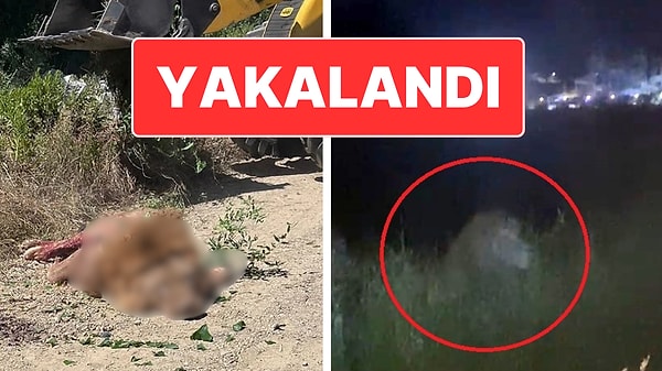 Antalya’da Aslan Paniği: Saldırdığı Çiftçi Ağır Yaralandı