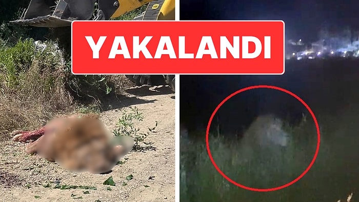 Antalya’da Aslan Paniği: Saldırdığı Çiftçi Ağır Yaralandı