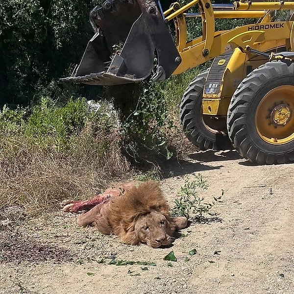 Manavgat'ta Aslan Diyarı'ndan kaçan bir aslan, büyük panik yaşattı.