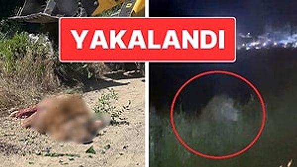 Antalya’da Aslan Paniği: Saldırdığı Çiftçi Ağır Yaralandı
