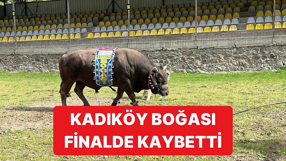 Fenerbahçe Başkanı Ali Koç Sponsorluğundaki Kadıköy Boğası Artvin'de Kaybetti