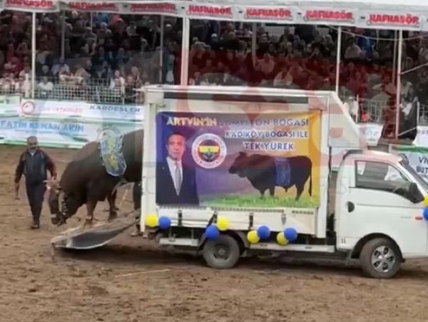 Boğa güreşleri yapıldı.