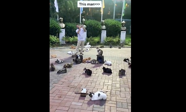 İstanbul sokaklarındaki kediler adeta kentin gizli sembolü.