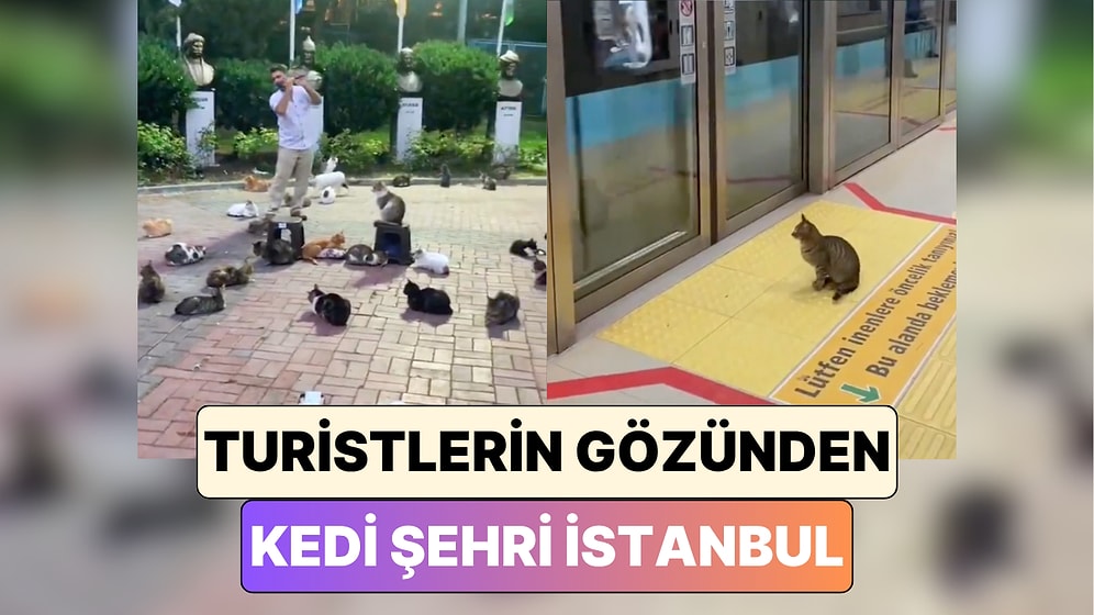 Şehrin Hakimi Kediler: Ülkemizi Ziyaret Eden Turistler Sokaklarda Karşılaştıkları Kedi Manzaralarını Paylaştı