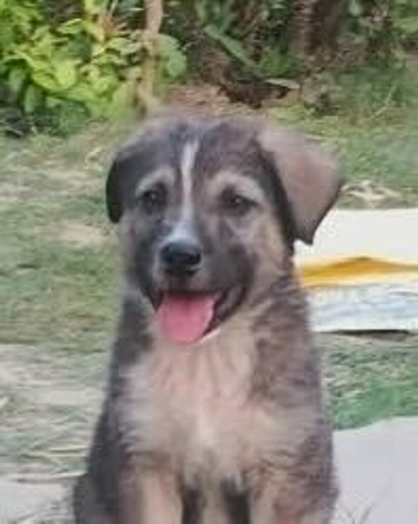 Ancak sadece birkaç hafta önce sahiplenilen 5 aylık bir köpek, felaketin önüne geçti.