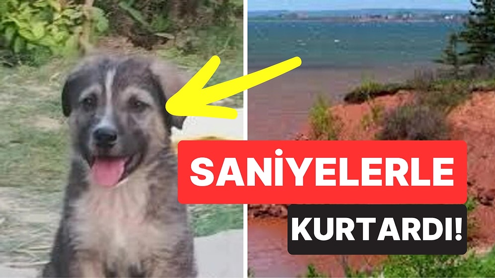 5 Aylık Köpek Çıkan Heyelanda 67 Kişinin Hayatını Kurtardı