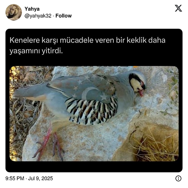 Keklikler de son günlerin popüler konularından...