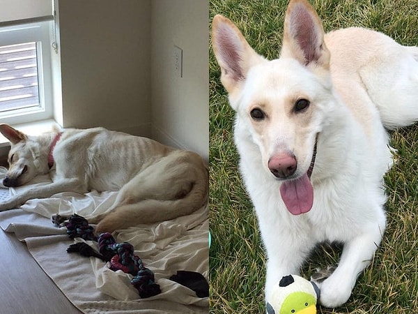 8. Resmen bambaşka bir köpek olmuş!