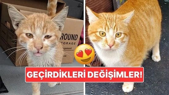 Sahiplendikleri Hayvanların Önceki ve Sonraki Hallerini Paylaşarak Kalp Isıtan Kullanıcılar
