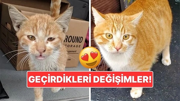 Sahiplendikleri Hayvanların Önceki ve Sonraki Hallerini Paylaşarak Kalp Isıtan Kullanıcılar