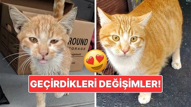 Sahiplendikleri Hayvanların Önceki ve Sonraki Hallerini Paylaşarak Kalp Isıtan Kullanıcılar