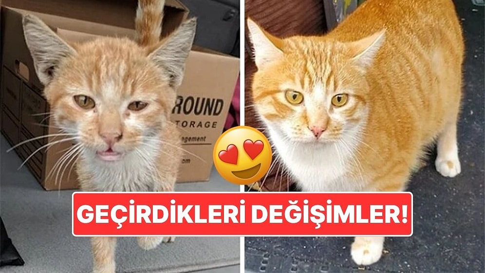 Sahiplendikleri Hayvanların Önceki ve Sonraki Hallerini Paylaşarak Kalp Isıtan Kullanıcılar