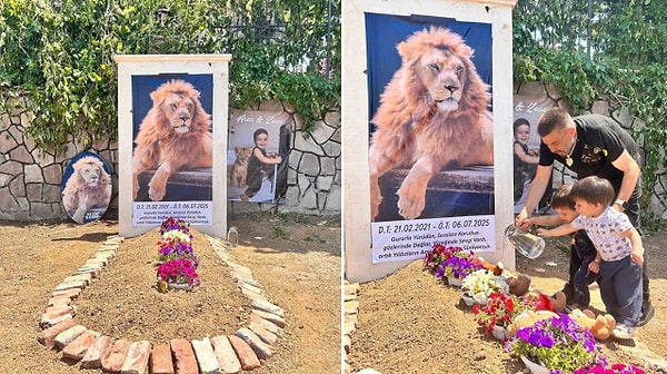 Aslanın sahibi Yaşar Kaplan, Ankara’daki evinin önüne Zeus için temsili bir mezar yaptırdı.