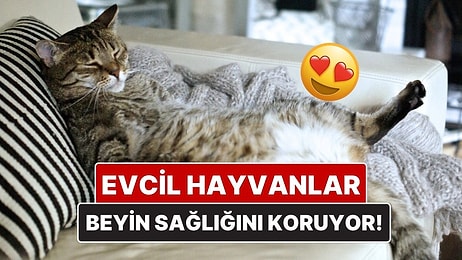 Araştırmalara Göre Kedi-Köpek Beslemek Beyin Sağlığını Koruyabilir