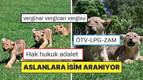 Cumhurbaşkanı Erdoğan’a Hediye Edilen Aslanların Yavrularına İsim Aranıyor