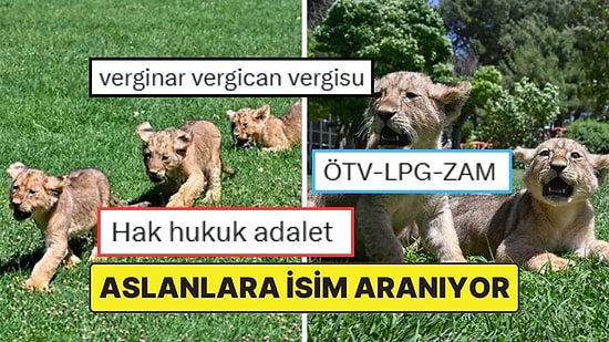 Cumhurbaşkanı Erdoğan’a Hediye Edilen Aslanların Yavrularına İsim Aranıyor