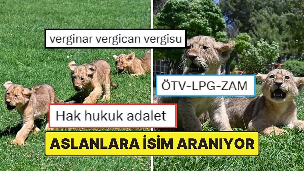 Cumhurbaşkanı Erdoğan’a Hediye Edilen Aslanların Yavrularına İsim Aranıyor