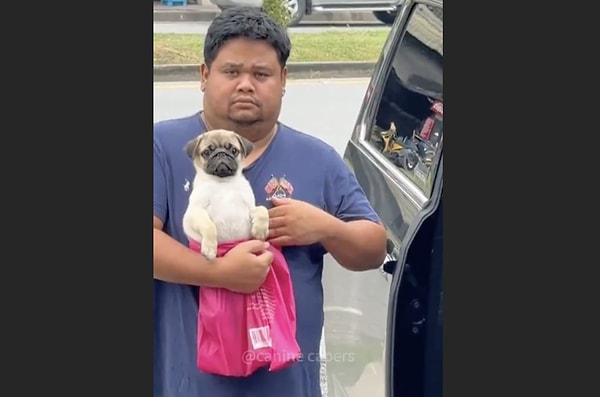 Bu teoriye göre köpeklerin zamanla sahiplerine benzemesi, hem fiziksel hem de davranışsal açıdan sıkça gözlemlenen ilginç bir durum.