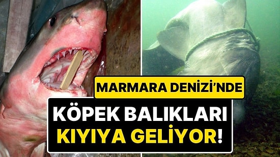 Oksijene İhtiyaç Duyan Köpek Balıkları Marmara Denizi'nde Kıyaya Geliyor!