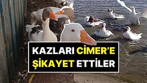 Balıkesir’de yaşayan 65 yaşındaki Mehmet Keşniş’in kafesinin bahçesindeki otları yemesi için aldığı kazların sayısı 30’a ulaştı.