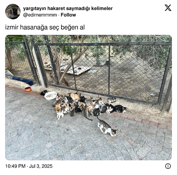 Merak etmeyin, Türkiye'nin dört bir yanından kedilerimiz var.