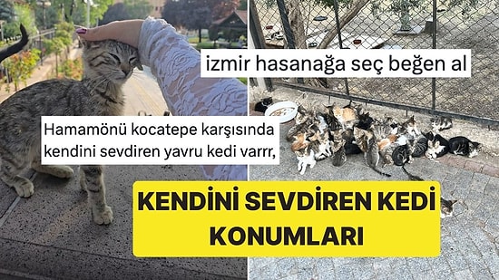 Kendini Sevdiren Kedilerin Konumlarını Paylaşarak İnternetin Hakkını Veren X Ahalisi