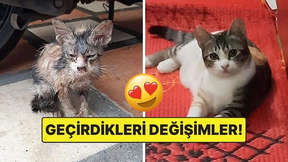 Sahiplendikleri Hayvanların Önceki ve Sonraki Hallerini Paylaşarak Kalp Isıtan Kullanıcılar
