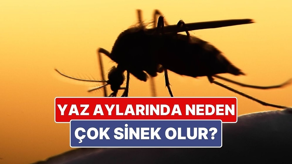 Yaz Aylarında Sinekler Neden Daha Fazla Görülür?