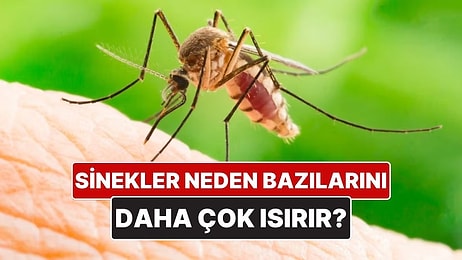 Sivrisinekler Neden Bazı İnsanları Daha Çok Isırır?