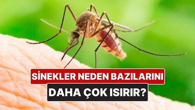 Sivrisinekler Neden Bazı İnsanları Daha Çok Isırır?