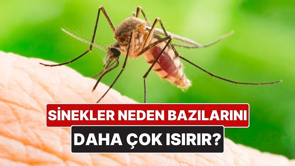 Sivrisinekler Neden Bazı İnsanları Daha Çok Isırır?
