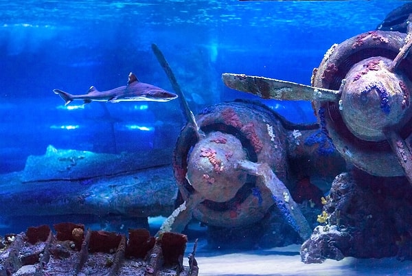 Where is Antalya Aquarium & How to Get There?
