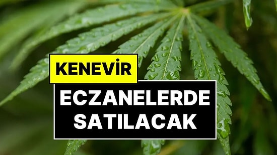 Tıbbi Kenevir Teklifi Yasalaştı: Tıbbi Kenevir Nedir? Tıbbi Kenevir Nerede Satılıyor?
