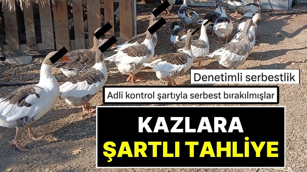 Denize Girdikleri İçin Kümese Kapatılan Kazlar Şartlı Tahliye Edildi!