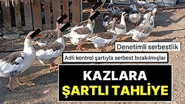 Balıkesir’de denize girdikleri için şikayet edilerek kümese kapatılan kazlara 'şartlı tahliye' geldi.